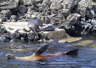 Sea lion on shore from sea